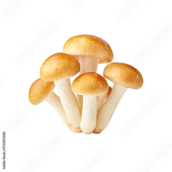 Fototapeta Cluster of Edible Enoki Mushrooms with Golden Caps and White Stems, Isolated on White Background for Culinary Use PNG set Transparent backround