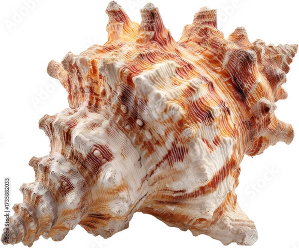 Fototapeta Intricate Natural Seashell Macro Texture with Warm Orange and Cream Tones, Isolated on White PNG set Transparent backround