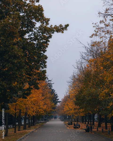 Fototapeta A vertical shot of a park alley lined with deciduous trees in peak autumn color. The road is covered in fallen leaves. The contrast between the vibrant foliage and the gray sky.