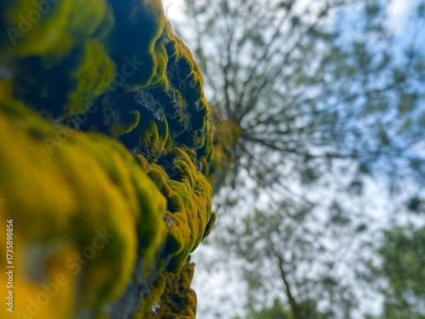 Obraz yellow birch tree