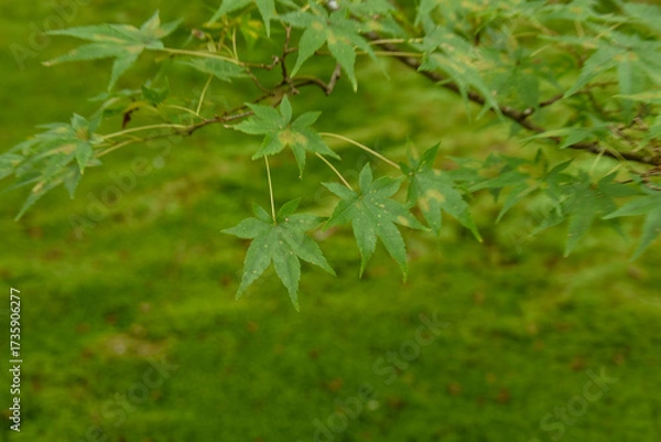 Obraz 清々しく爽やかな青もみじ