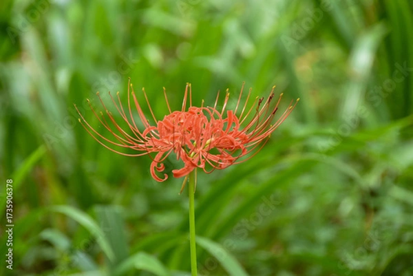 Obraz 秋の訪れ　秋の野原に咲く彼岸花