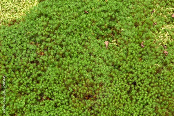 Obraz 日本の風景　緑が美しい苔