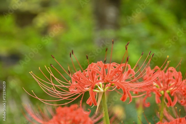 Obraz 秋の訪れ　秋の野原に咲く彼岸花