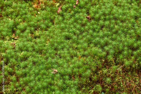 Obraz 日本の風景　緑が美しい苔