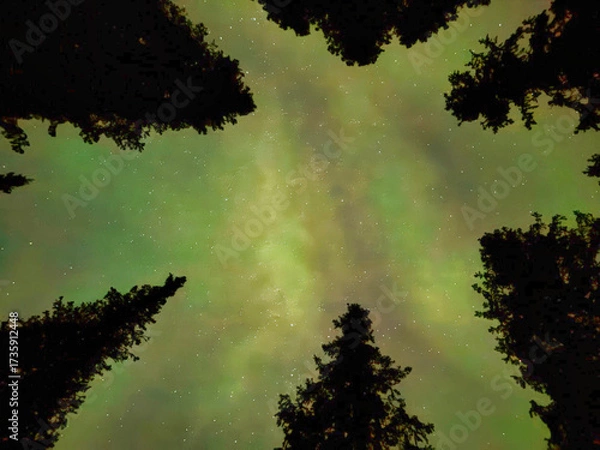 Obraz The sky is filled with stars and the trees are silhouetted against the sky