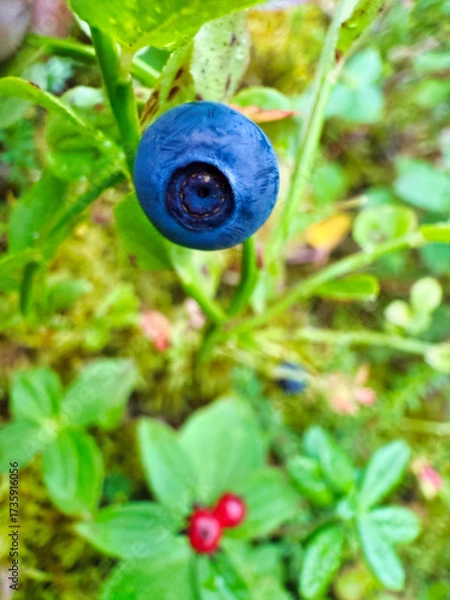 Obraz A blueberry is on a leaf in a garden