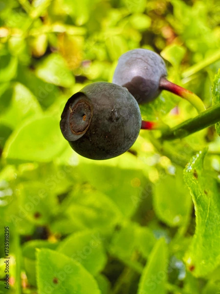 Obraz Two blueberries are on a leaf
