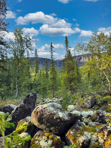 Obraz A rocky forest with a few trees and a mountain in the background