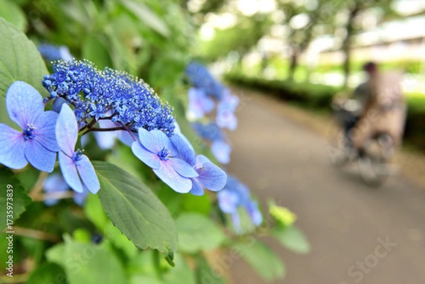 Obraz 生活道路の道端に咲くアジサイの花