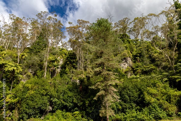 Fototapeta Redwoods Forest is a forest of naturalised coastal redwood on the outskirts of Rotorua, New Zealand, adjacent to the Whakarewarewa thermal area