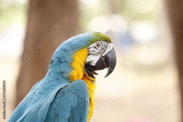 Obraz blue and yellow macaw