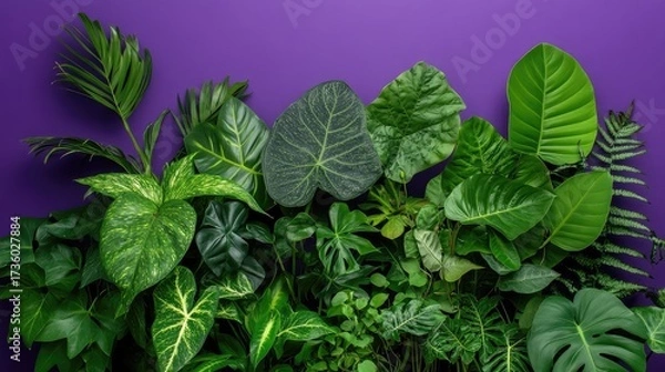 Fototapeta Group of leafy houseplants creating contrast with a bright purple backdrop