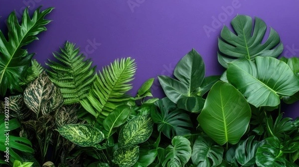 Fototapeta Group of leafy houseplants creating contrast with a bright purple backdrop