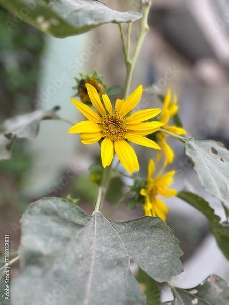 Fototapeta Sun flower 