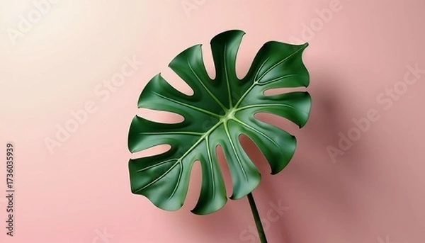 Obraz A large green monstera leaf rests against a soft pink background. The leaf features distinctive splits and holes, showcasing its tropical appearance.
