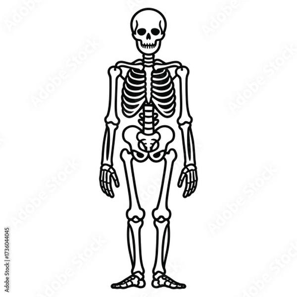 Fototapeta skeleton of a skeleton
