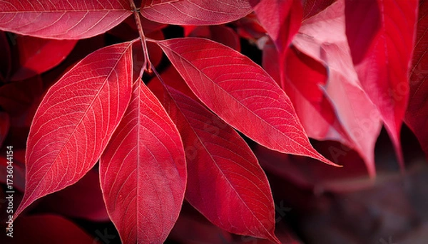 Obraz Red Leaves Close Up