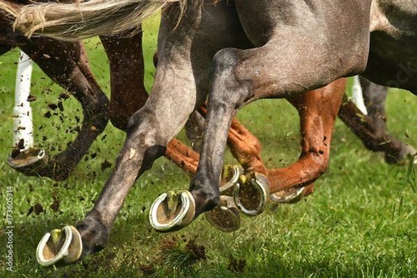 Obraz Horse racing action