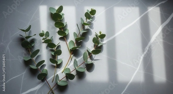 Fototapeta Eucalyptus branches arranged on a grey marble surface illuminated by natural light casting window shadows