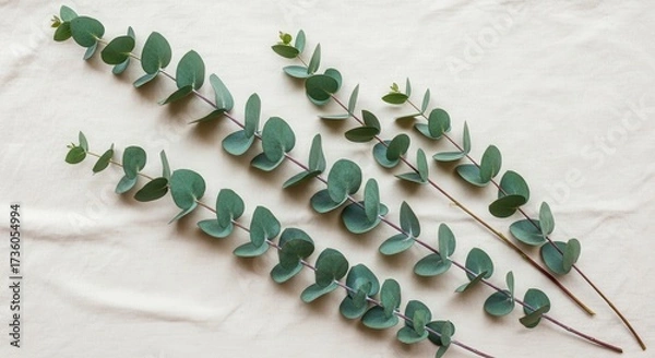 Fototapeta Eucalyptus branches with round leaves arranged diagonally on a light fabric surface