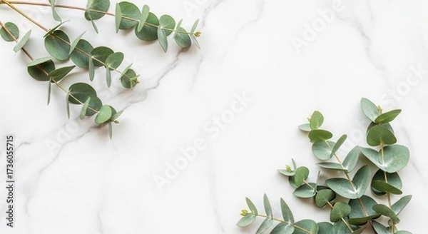 Fototapeta Fresh eucalyptus stems and leaves lay on a clean white marble surface with soft gray veins