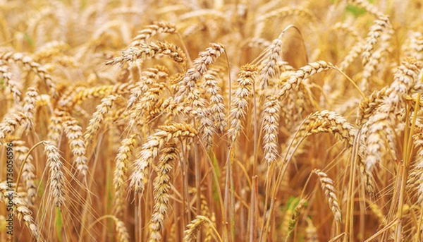 Fototapeta Wheat growing in a field. Selective focus.