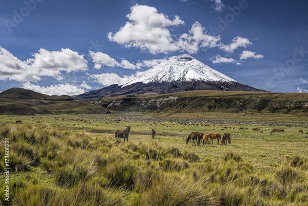 Fototapeta Wulkan Cotopaxi i dzikie konie