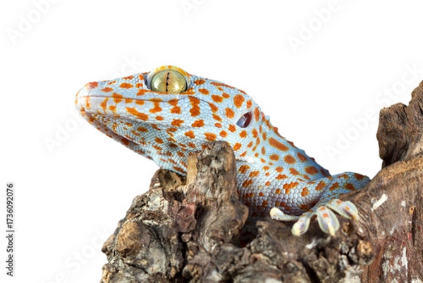 Fototapeta The Tokay Gecko (Gekko gecko) closeup on wood with isolated background