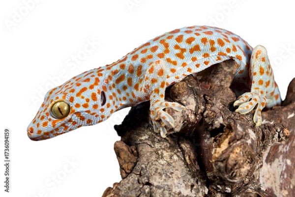 Fototapeta The Tokay Gecko (Gekko gecko) closeup on wood with isolated background