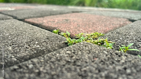 Obraz grass grows between the rocks