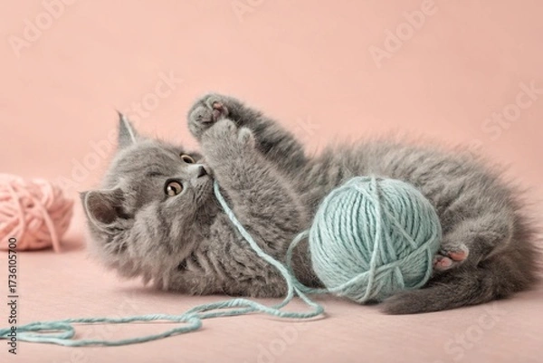 Fototapeta kitten with a bow