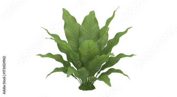 Fototapeta Isolated plant with green leaves, vibrant indoor home decoration, studio botanical object