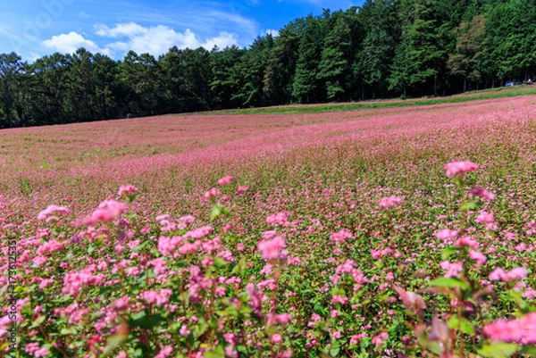 Fototapeta 青空と赤そばの花が咲く長野県箕輪町の美しい田園風景