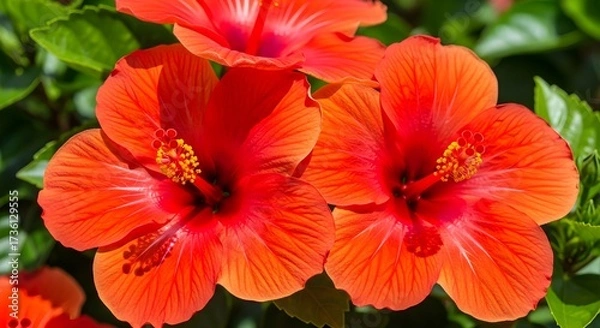 Fototapeta Vibrant Red Hibiscus Flowers in Full Bloom.