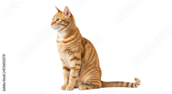 Fototapeta Isolated Orange tabby cat sitting and looking to the side indoors, domestic mammal feline pet