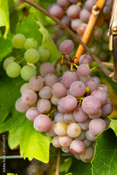 Fototapeta Close-Up of Ripe Grape Clusters on the Vine