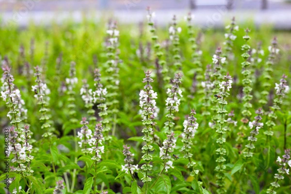 Fototapeta Sweet basil in vegetable garden. Fresh green leaves of herb plant