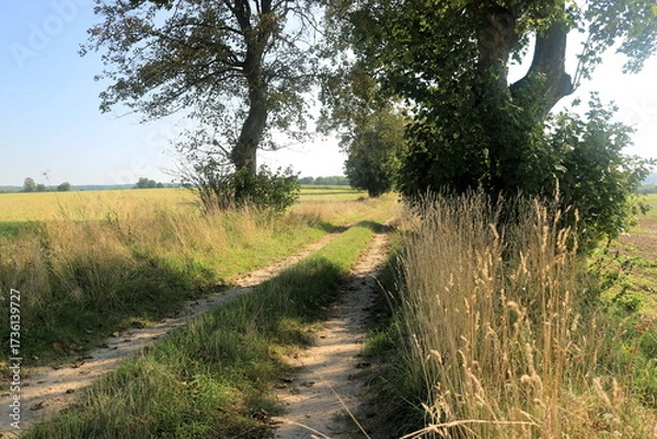 Obraz Wiejska droga