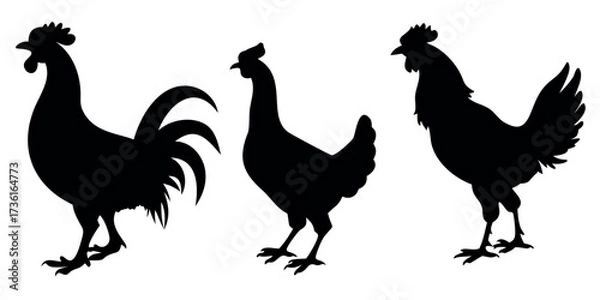 Obraz Vector Silhouette Set of Chickens Bold Black Shapes