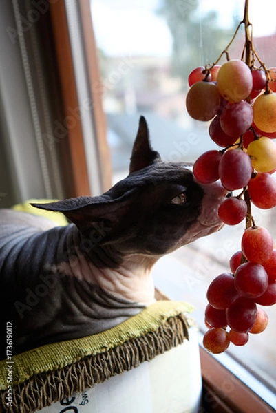 Fototapeta Hairless sphynx cat sniffing grapes by window light