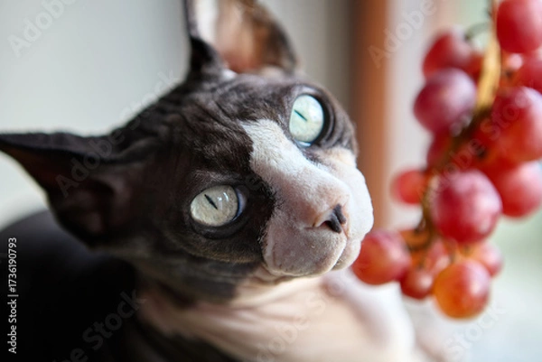 Fototapeta Closeup sphynx cat looking curious at grapes
