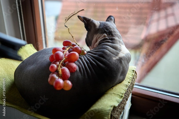 Fototapeta Sphynx cat lying with grapes on back indoors