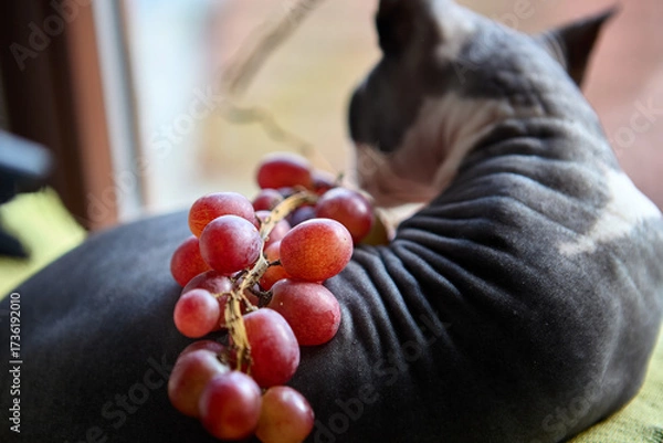 Fototapeta Hairless cat resting on windowsill with grapes