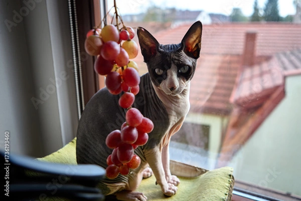 Fototapeta Sphynx kitten standing near grapes on windowsill