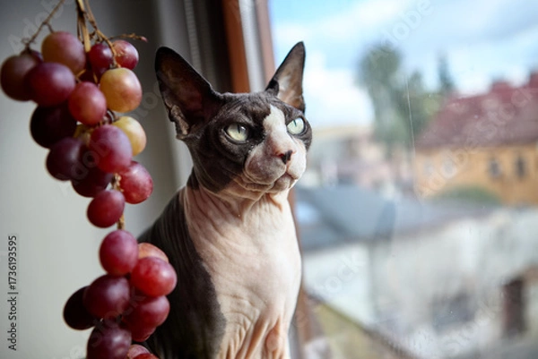 Fototapeta Sphynx cat looking outside window with grapes