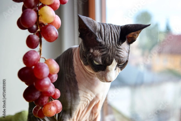 Fototapeta Canadian sphynx cat relaxing with grapes by window