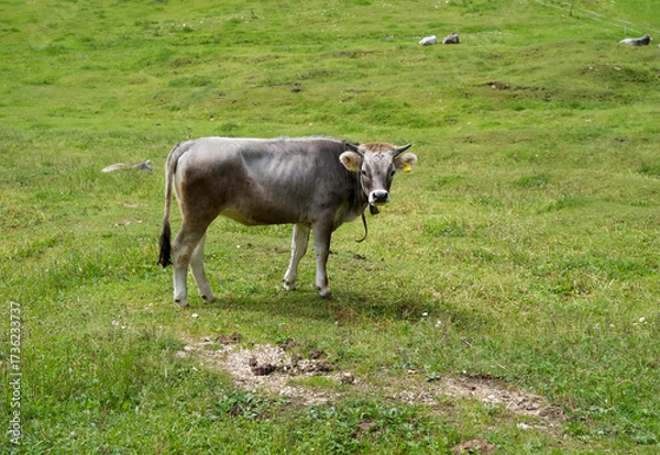 Fototapeta Gray cow standing in a lush green meadow with rolling hills and a serene landscape in the background