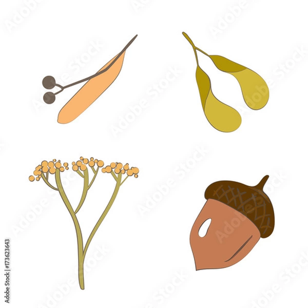 Fototapeta Set of forest seeds. Autumn fall season. Vector illustration in cartoon style. Botanic collection of elements isolated on a white background.