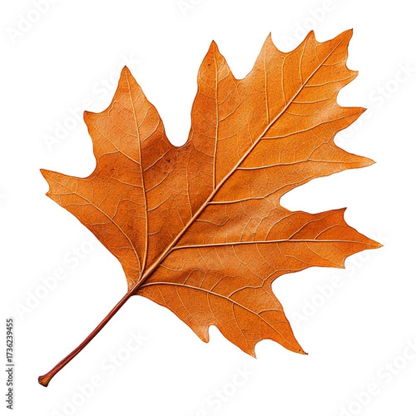 Obraz Single dry maple leaf falling isolated on transparent background.